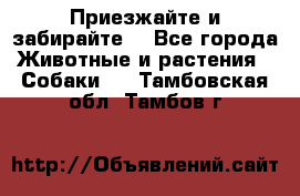 Приезжайте и забирайте. - Все города Животные и растения » Собаки   . Тамбовская обл.,Тамбов г.